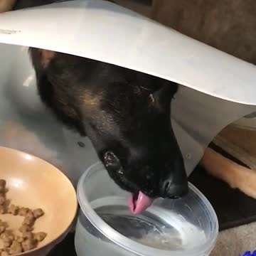 German Shepherd Drinking in Slow motion