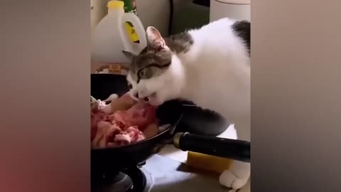 Funny cat video