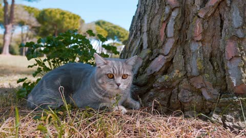 Cute cat Nature injoy little cat