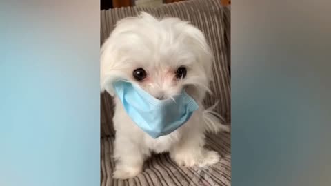 Top Funny Pet Videos - Try Not To Laugh 😂