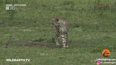 Crocodile attacks cheetah