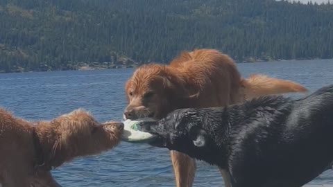 Three Way Tug of War with Dogs