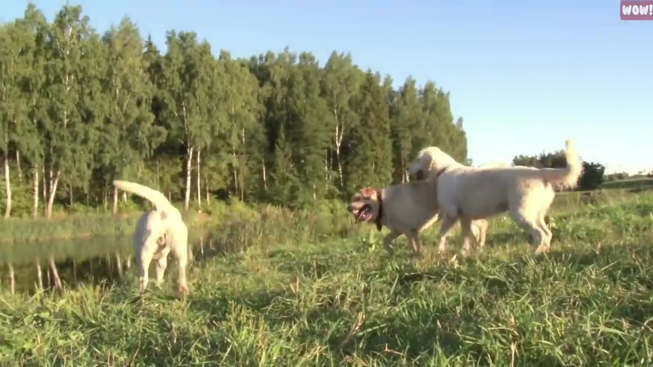 dog hate of human Behaviors