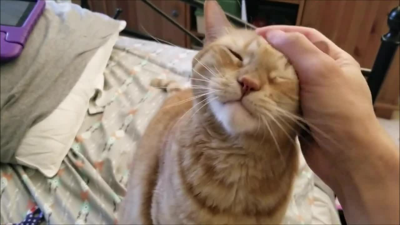 Touchy, feely cat