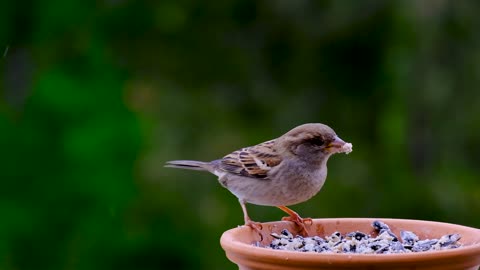 A bird enjoying a meal
