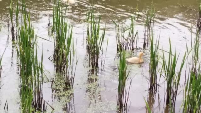 baby ducks swimming in the rice fields