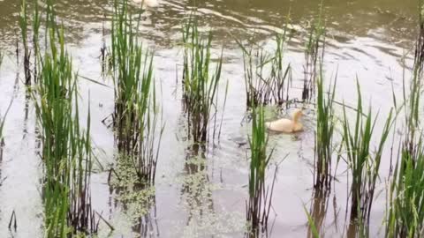 baby ducks swimming in the rice fields