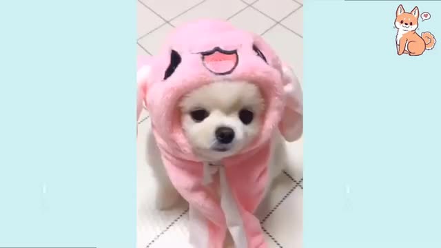 Cute Puppies 😍 Cute Funny and Smart Dogs Compilation #15 _ Cute Buddy