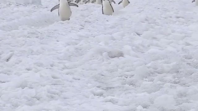 Hurry up. If you run slow, you won't have anything to eat