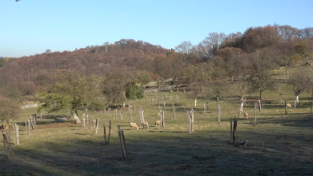 Sheep graze on a pasture with trees enclosed by a wooden fence in a rural area on a sunny day