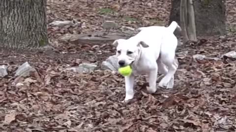 Dog #funny #