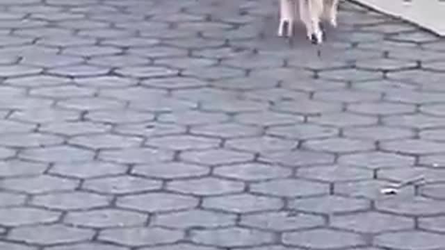 Dog on leash walks in hilariously bizarre manner