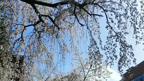 Cherry blossoms and birdsongs