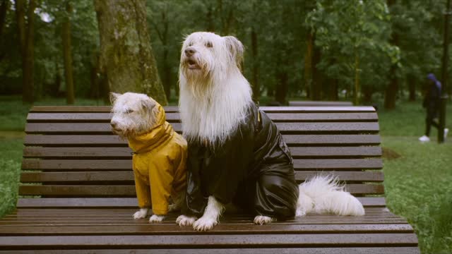 Cute Pet Out Door In A Rain day