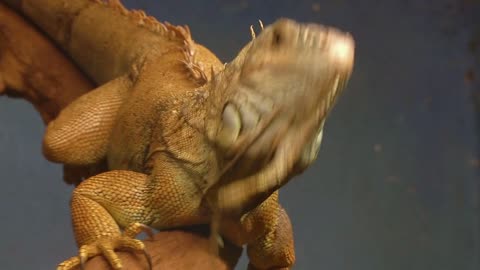 An iguana on a tree branch