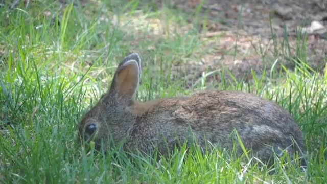 Cute Rabbits Funny Video with Nature Music