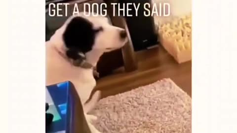 funny dogs compilation