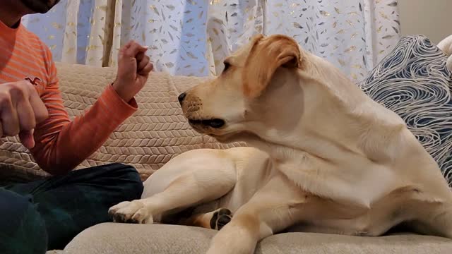 Dog lover video