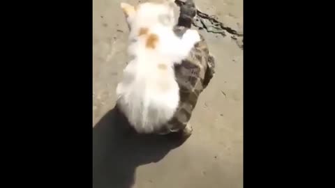 KITTEN GETS A RIDE