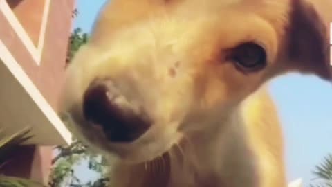 Funny Dog Video 😂