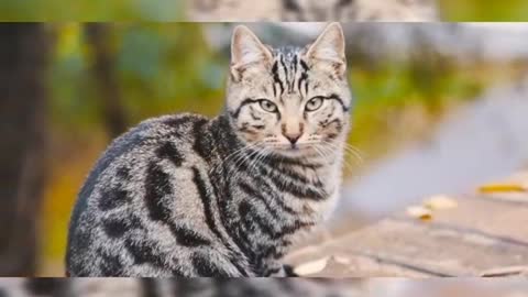 Cute cat