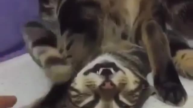 Funny and Cute Cats Videos #108 │ Gadis Sekarwangi