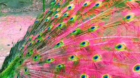 #peacock