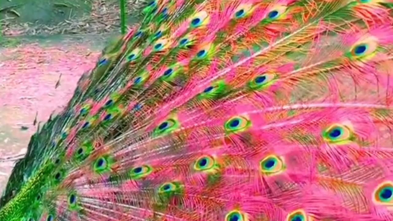 #peacock