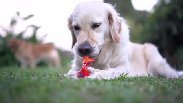 Golden Retriever Chewing Toy ...