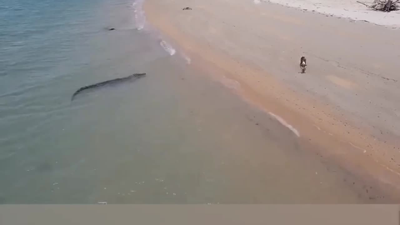 Nail-Biting Moment Huge Croc Stalks Dog