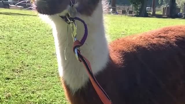 Alpaca in Australia!