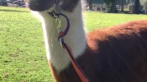 Alpaca in Australia!