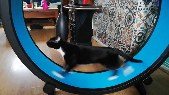 Cat Runs Like Crazy