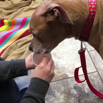 Eating blizzard with dog rip