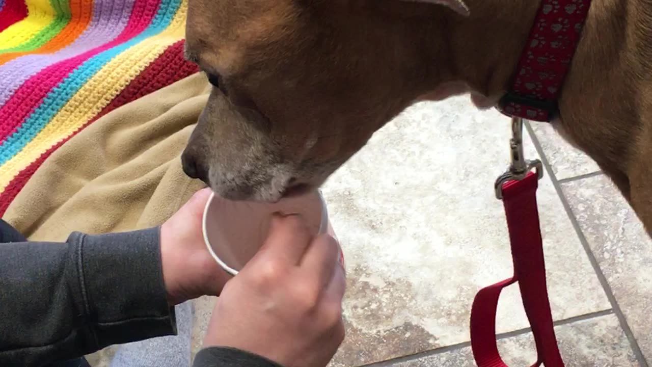 Eating blizzard with dog rip