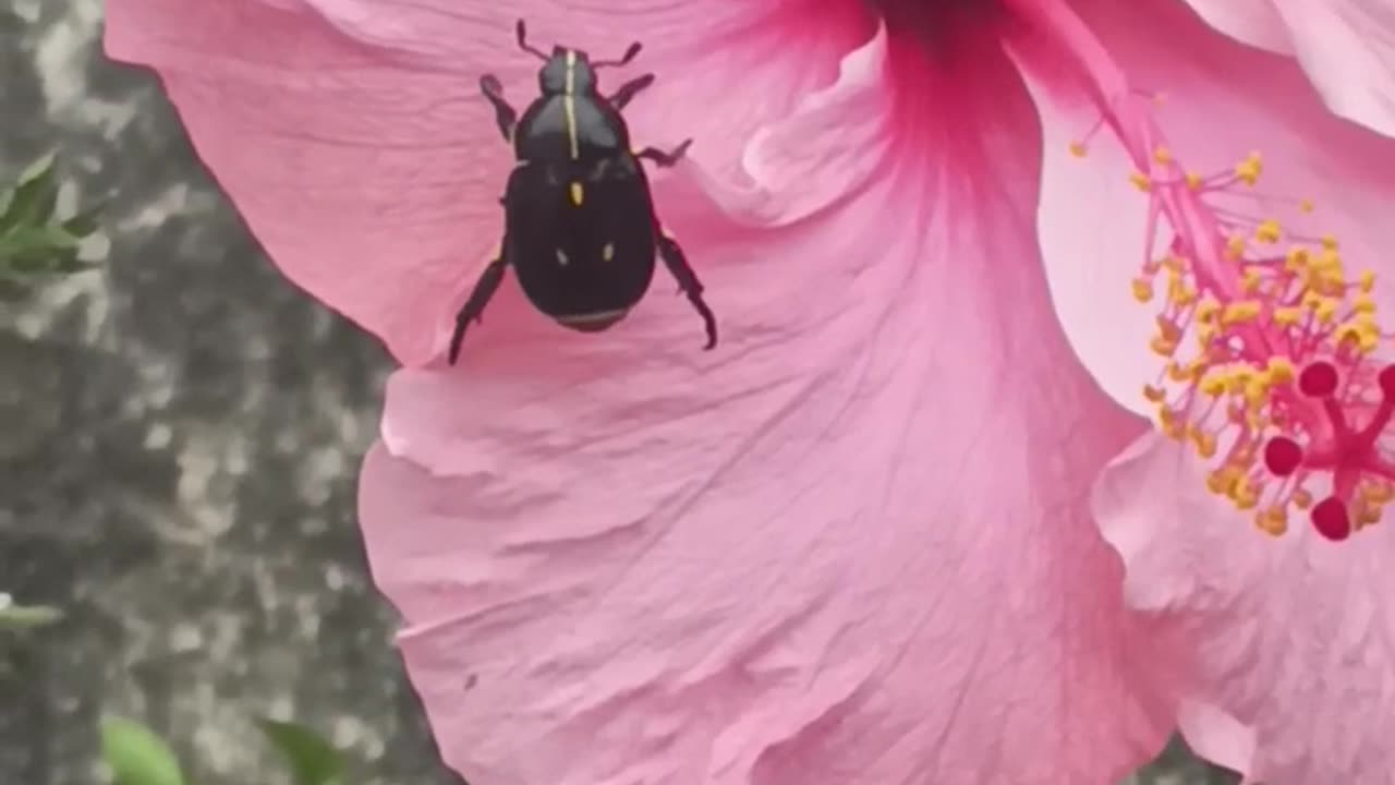 Insect and flower - Tacuarembó