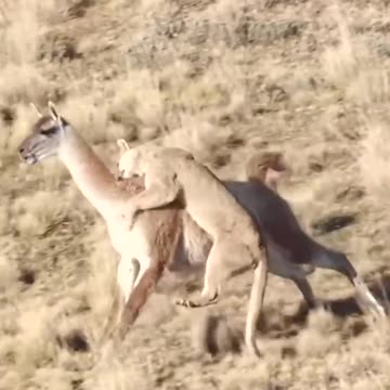 Lion vs deer pure fight
