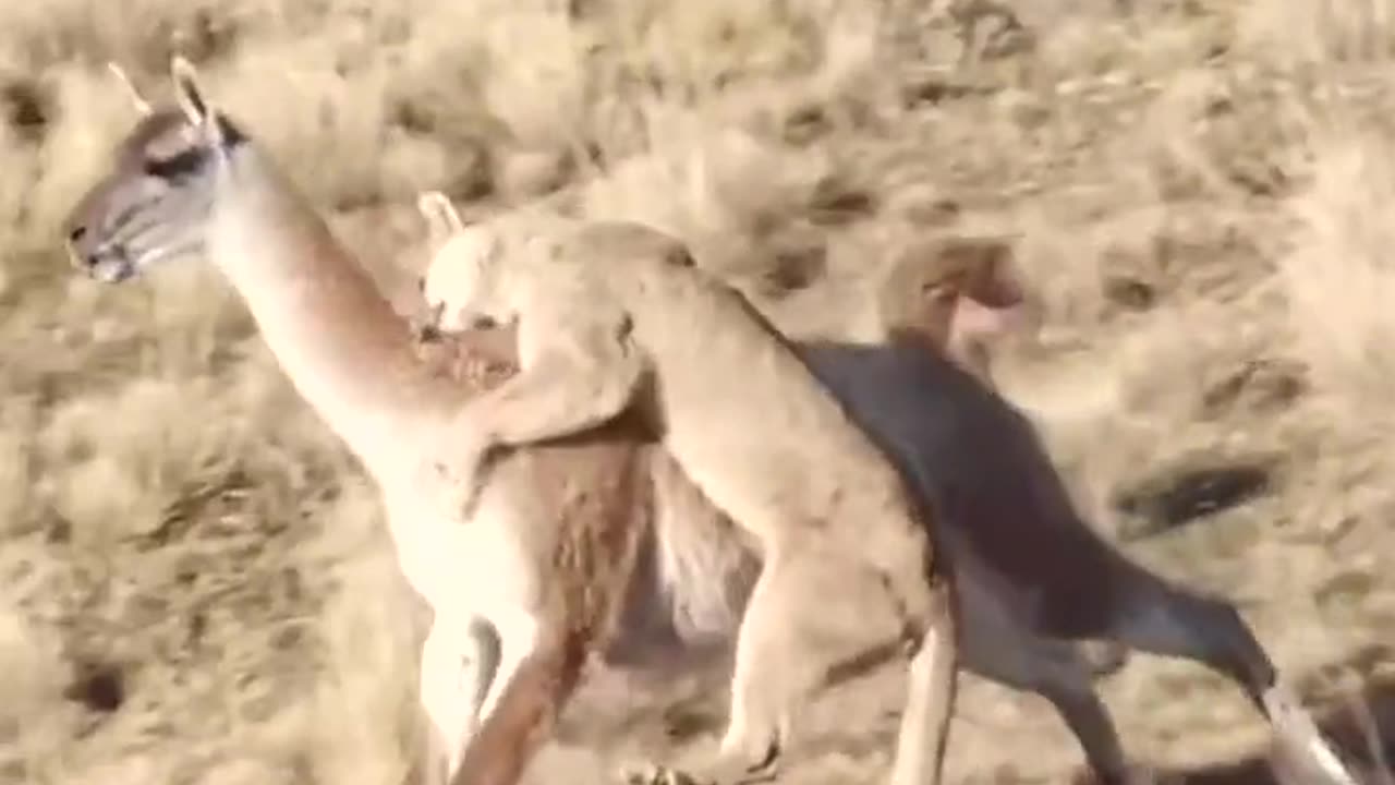 Lion vs deer pure fight