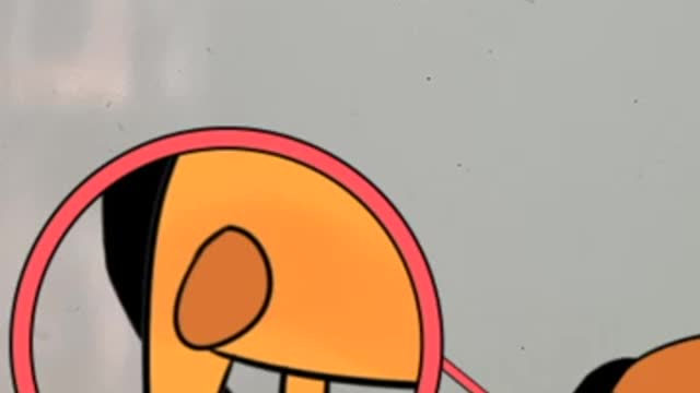 Dogs Amazing Contents