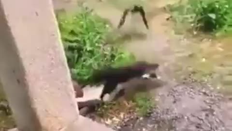 Cats and crow
