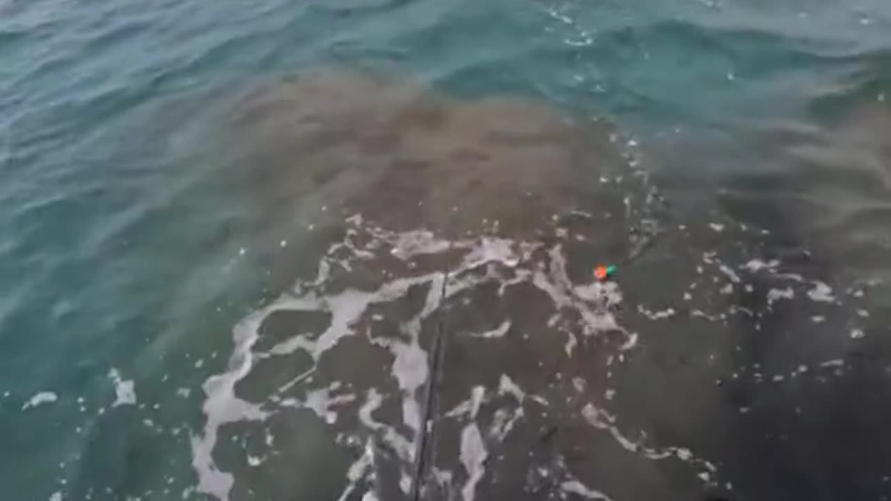 Survival Fishing