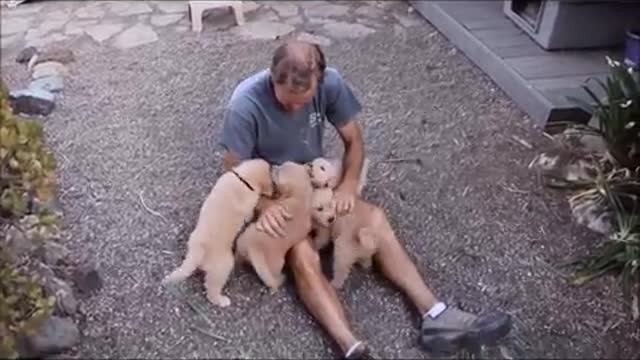 Golden Puppies Attack (Funny Vedio )