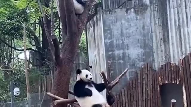 Daily life of Kung Fu Panda, cute little cute, real-life Kung Fu Panda