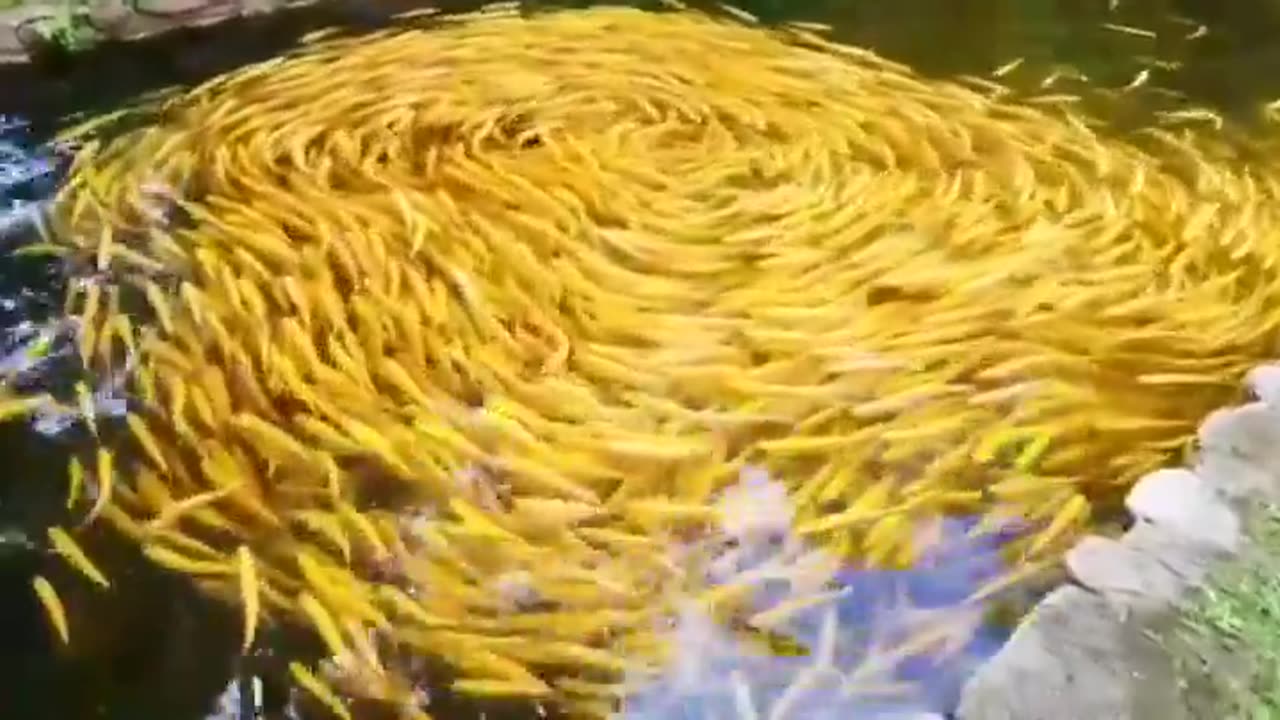 Golden koi fish swimming together to make a swirl