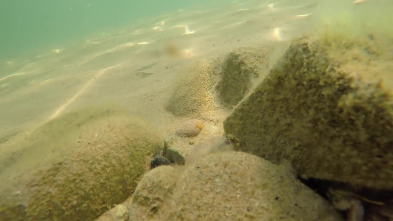 Crabs hiding on the bottom of the ocean floor