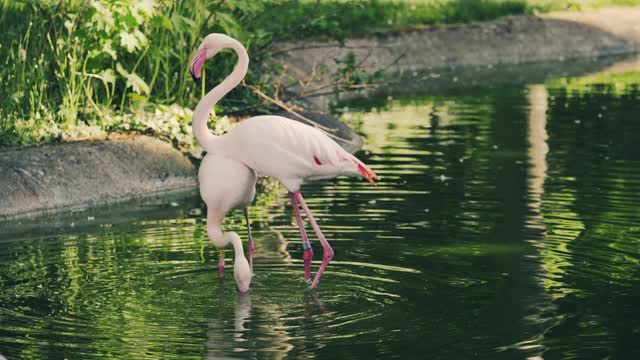 Couple Flamants rose amoureux qui danse
