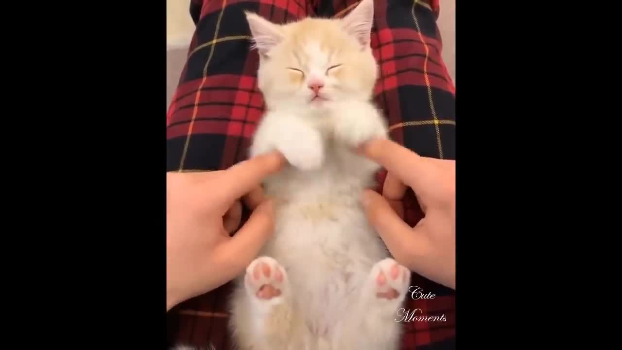 So Cute Pets😍 Video compilation cutest and funniest moments of the pets 😍...