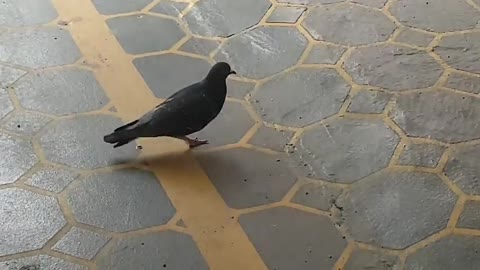 Pigeon Gu gu gu gu ha