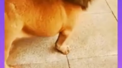 MUST WATCH : OMG A DOG JUST LIKE A LION