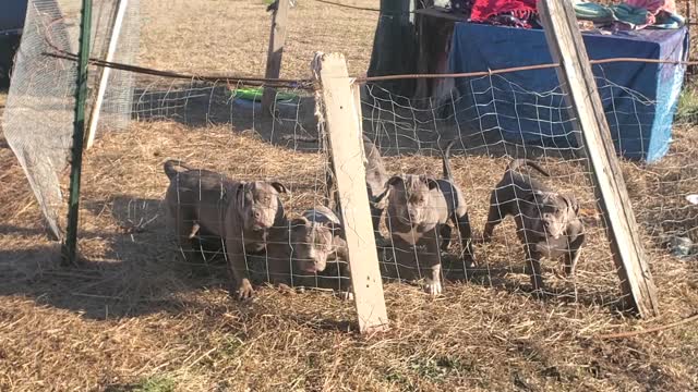 MsuBullyFarm Aliendawgs Bloodline 97924oo744